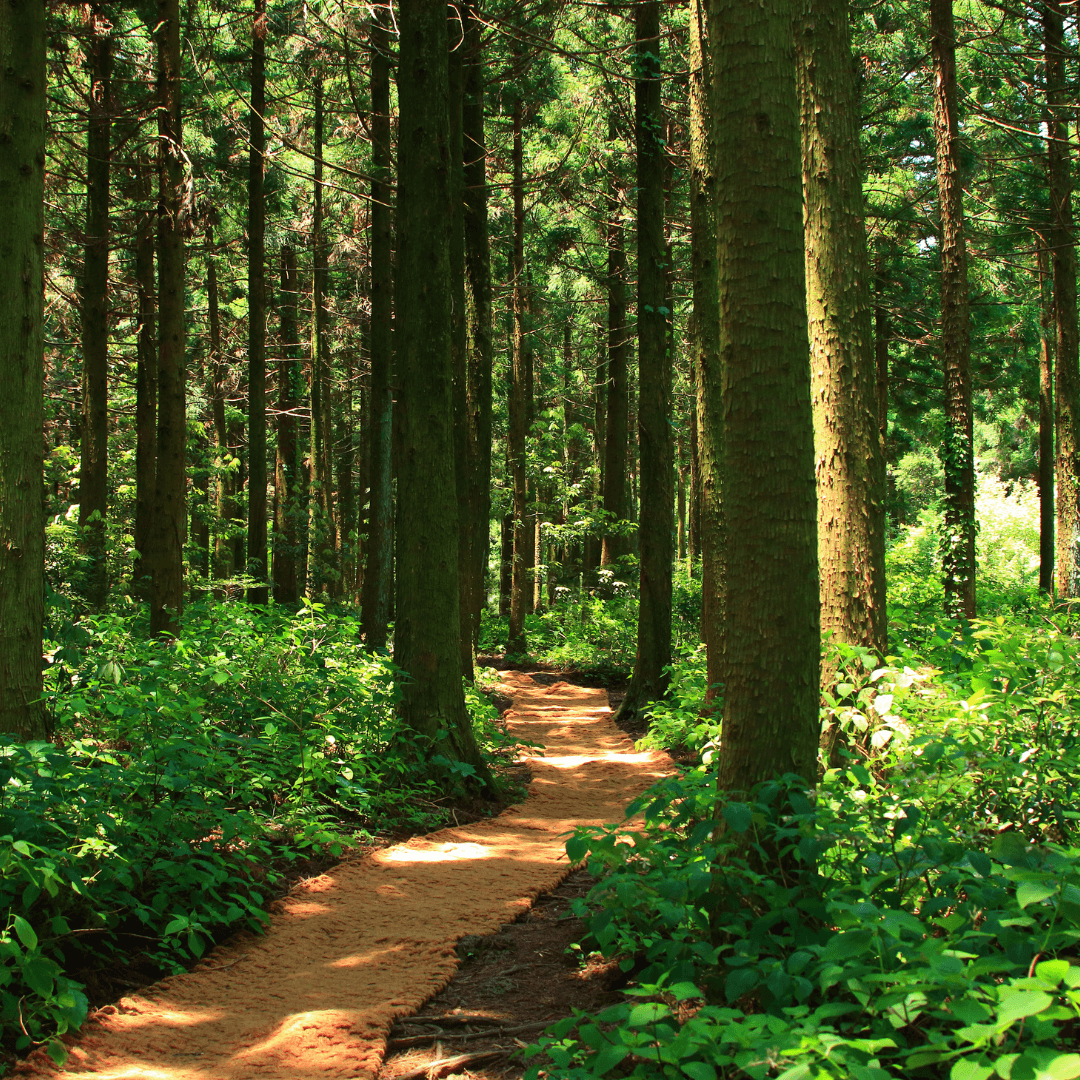 Kielder Forest